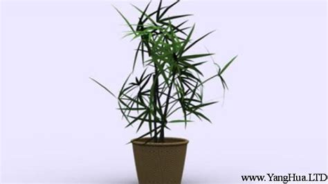 露台是什麼 竹子繁殖方法